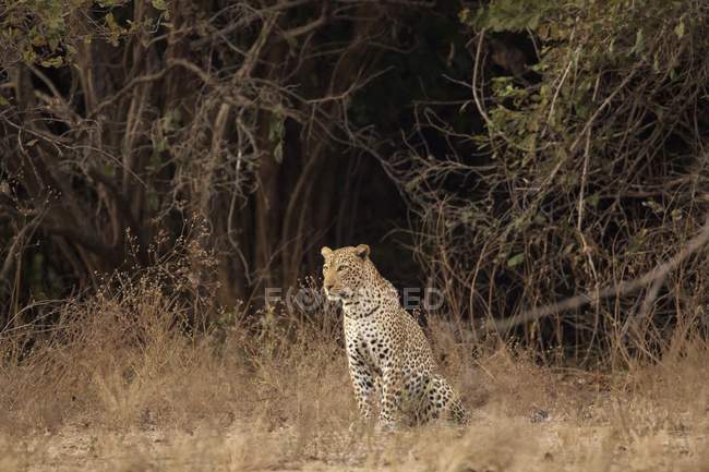 Portrait of leopard at Mana Pools National Park, Zimbabwe — Stock Photo