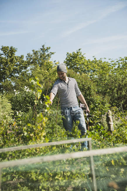Садовник работает на овощной грядке — стоковое фото