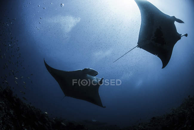 Raios manta recife silhueta nadando sob a água — Fotografia de Stock