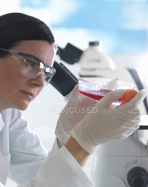 Bióloga de células hembra sosteniendo matraz que contiene células madre, cultivadas en medio de crecimiento rojo - foto de stock