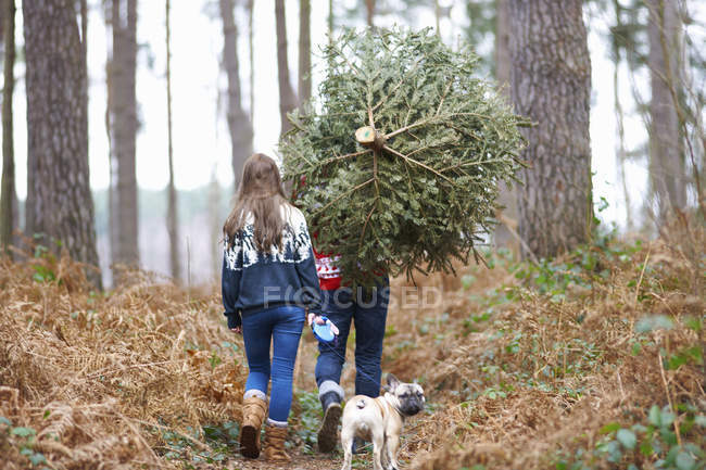 Rückansicht von jungem Paar, das Weihnachtsbaum auf Schultern im Wald trägt — Stockfoto
