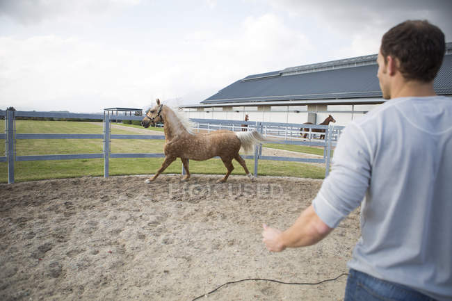 Мужчина конюх и лошадь-паломино в загоне — стоковое фото