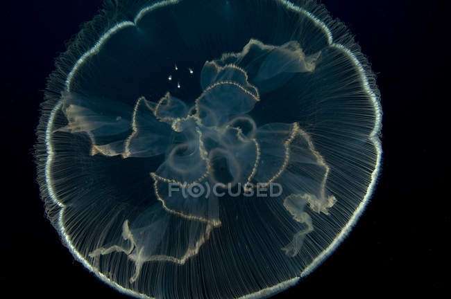 Nahaufnahme von Quallen unter Wasser — Stockfoto