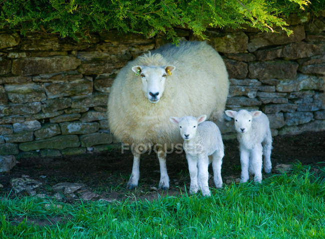 Ritratto di pecora e due agnelli riparati da un muro di pietra — Foto stock