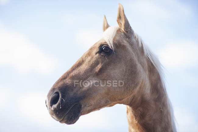 Крупним планом знімок голови паломіно коня — стокове фото