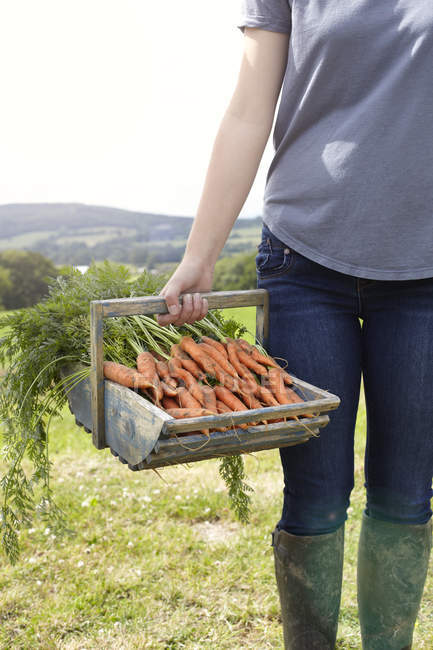 Cropped image of teenage girl carrying basket of fresh carrots — Stock Photo