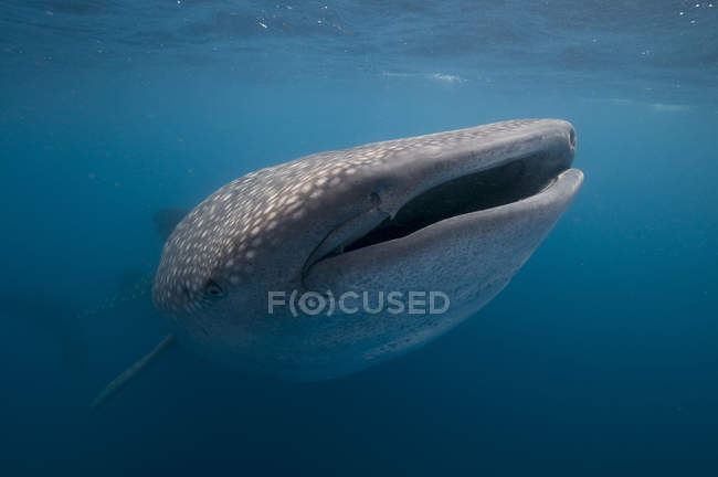 Alimentación con plancton de tiburón ballena, Contoy Island, Quintana Roo, México - foto de stock