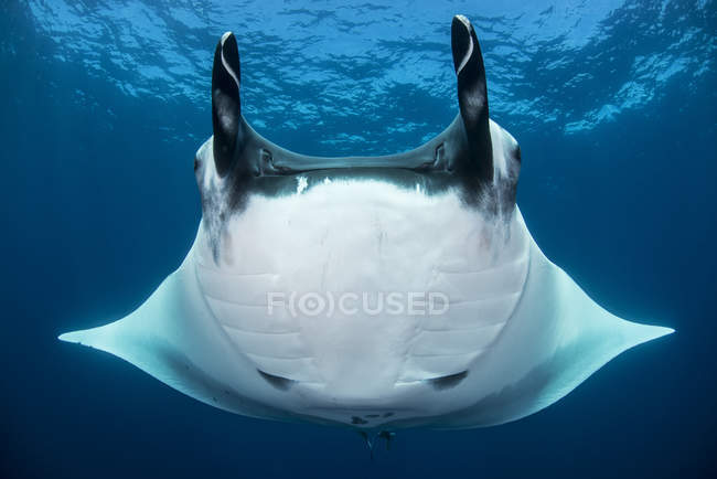 Manta ray nageant sous l'eau bleue — Photo de stock
