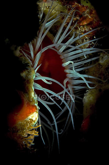 Unterwasser extreme Nahaufnahme der Muschel, Cancun, Quintana Roo, Mexiko — Stockfoto