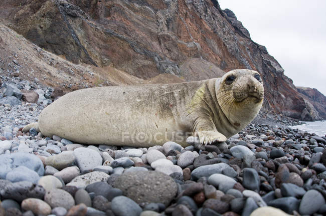 Vista lateral a nivel de superficie de la foca elefante del norte en la playa rocosa de la isla de Guadalupe, México - foto de stock