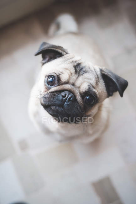 Overhead view of pug dog looking at camera — Stock Photo
