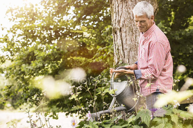 Зрелый человек поливает растения в саду — стоковое фото