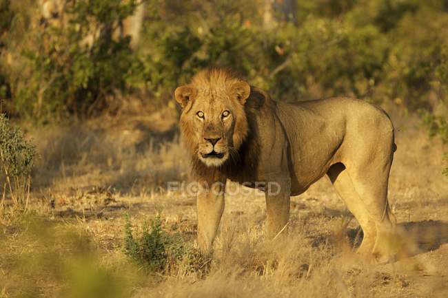 Porträt des männlichen Löwen, Mana Pools Nationalpark, Zimbabwe — Stockfoto