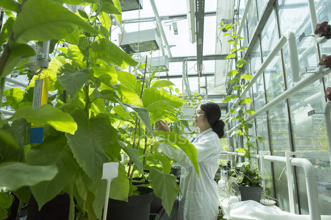 Femmina scienziato test campione vegetale in laboratorio serra — Foto stock