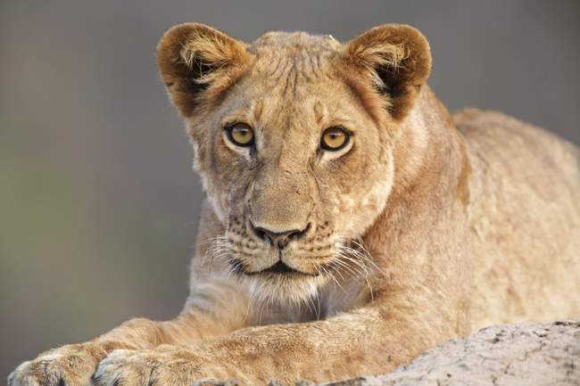 Filhote de leoa ou Pantera leo no parque nacional Mana Pools, Zimbábue, África . — Fotografia de Stock