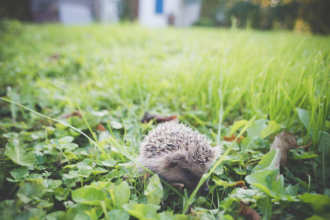 Surface level view of Hedgehog in garden — Stock Photo