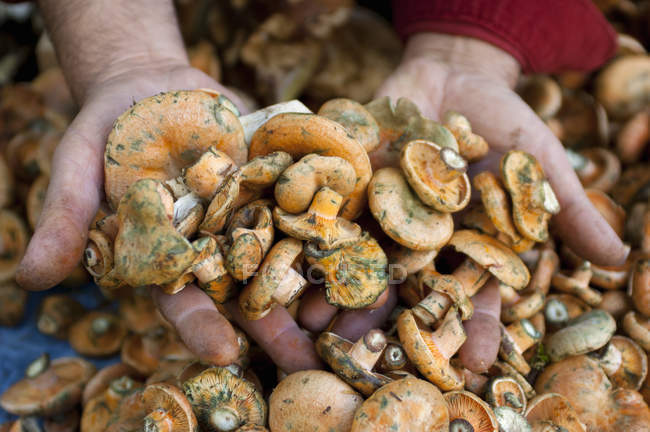 Mujeres manos sosteniendo setas silvestres frescas en el puesto de mercado, Provenza, Francia - foto de stock