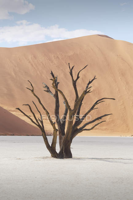 Árvore morta, panela de barro e duna de areia, Deaddvlei, Parque Nacional Sossusvlei, Namíbia — Fotografia de Stock