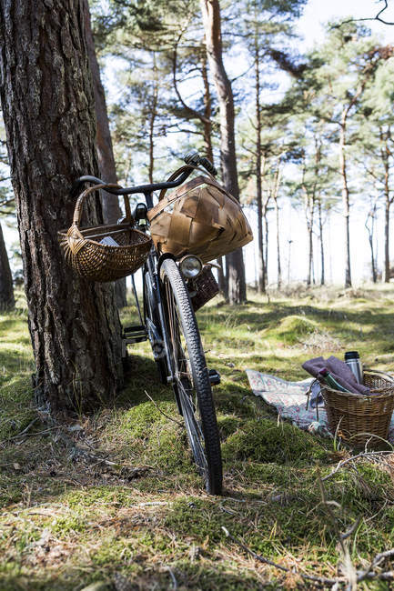 Bicicleta con cestas de forrajeo junto al árbol - foto de stock