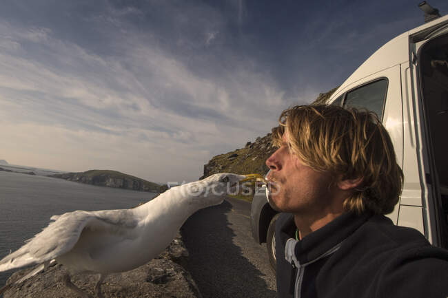 Птах отримує їжу з рота людини, голова Слеї, графство Керрі, Ірландія. — стокове фото