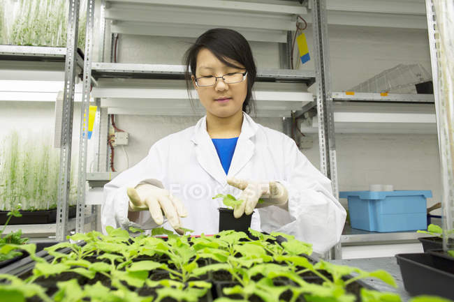 Científica seleccionando muestra de planta en laboratorio de invernadero - foto de stock