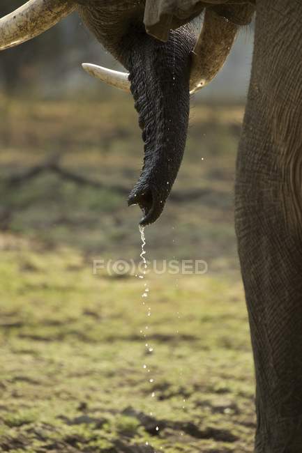 Gros plan des défenses d'éléphants taureaux, parc national de Mana Pools, Zimbabwe — Photo de stock