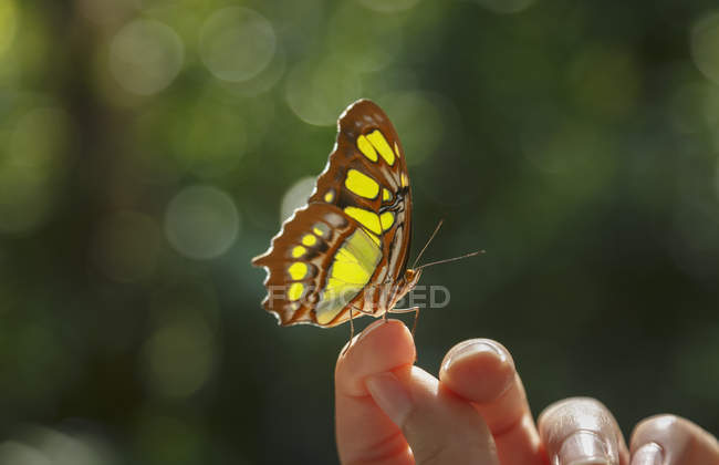 Close up de borboleta no dedo feminino — Fotografia de Stock