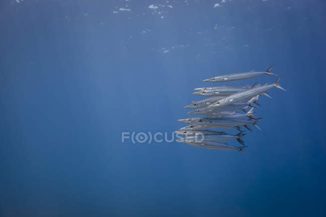 Underwater view of school of juvenile chevron barracuda (sphyraena genie), Lombok, Indonesia — Stock Photo