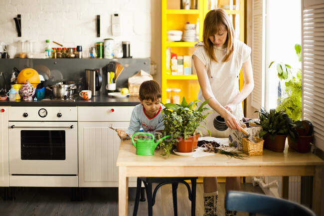 Мальчик и мать ухаживают за растениями на кухне — стоковое фото
