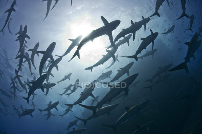 Vue sous-marine des requins soyeux nageurs — Photo de stock