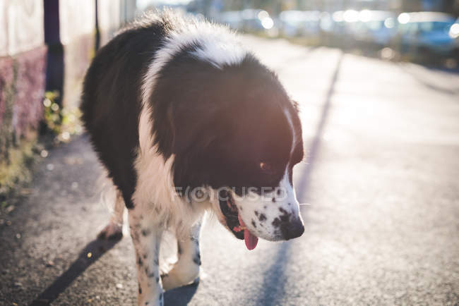 Lone dog walking on sunlit sidewalk with head down — Stock Photo