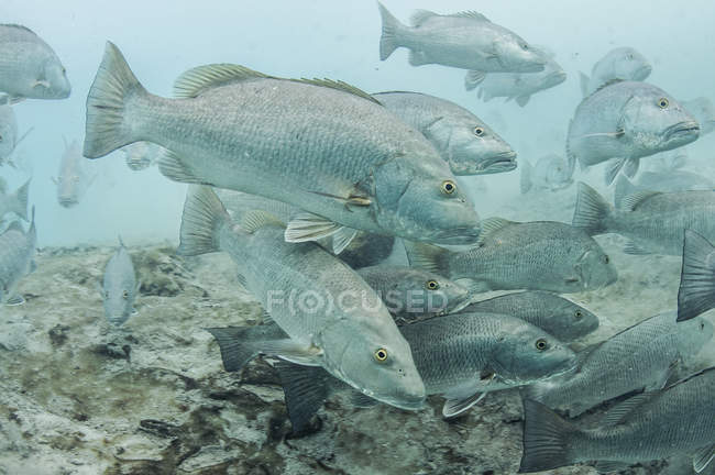 Scolarizzazione pesci che nuotano sotto l'acqua blu — Foto stock