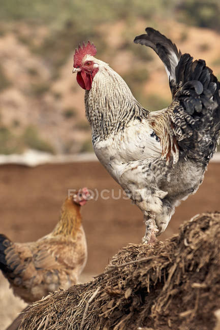 Retrato de galo e galinha, Lago Lugu, Yunnan, China — Fotografia de Stock