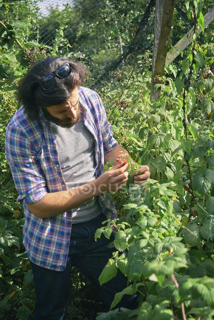 Взрослый мужчина собирает ягоды на участке — стоковое фото