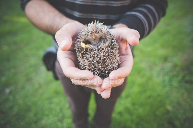 Partial view of Man holding hedgehog — Stock Photo