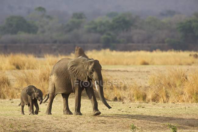 Bezerro de elefante africano com os pais caminhando no Parque Nacional de Mana Pools, Zimbábue, África — Fotografia de Stock