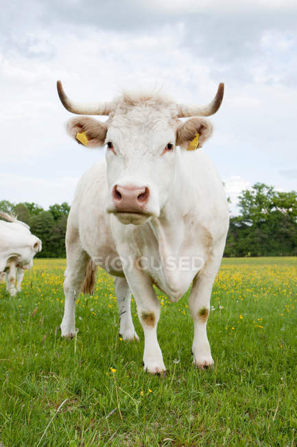 Cow standing in grassy field at daytime — Stock Photo