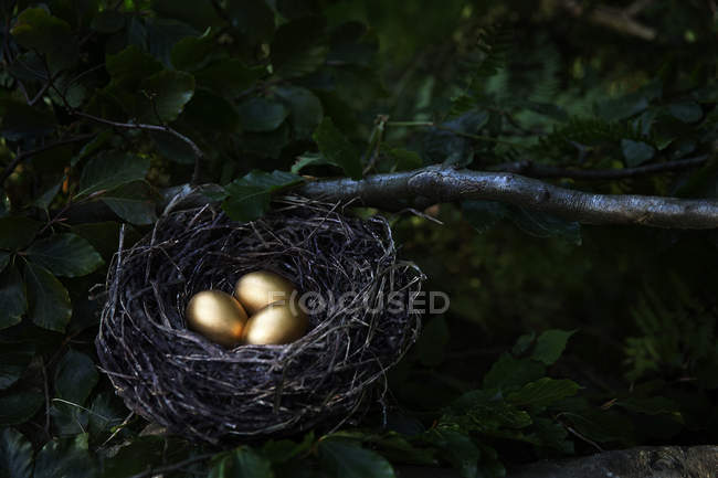 Golden eggs in nest, selective focus — Stock Photo