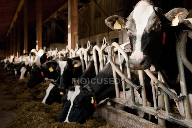 Ansicht von Kühen mit Tags in einer Reihe im Stall — Stockfoto