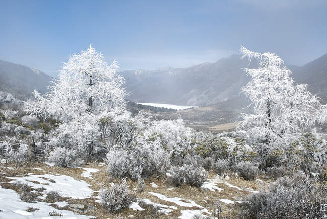 Winterlandschaft mit gefrosteten kahlen Bäumen, Kangding, Sichuan, China — Stockfoto