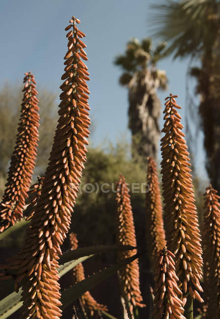 Flores rojas, cactus y palmeras, Barcelona, España - foto de stock