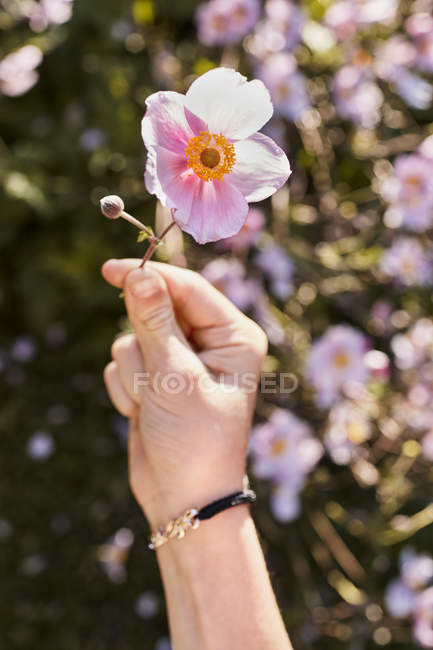 Mano sosteniendo flor rosa - foto de stock