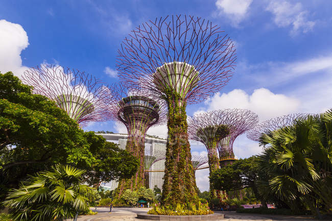 Supertree Grove and gardens, Singapur, Sureste Asiático - foto de stock