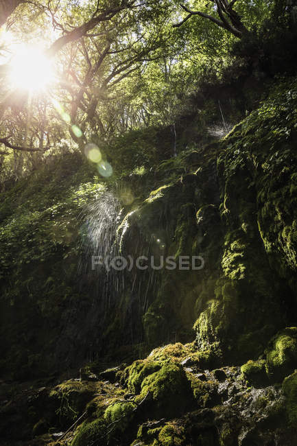 Cascata di muschio nella foresta illuminata dal sole, Riserva Nazionale di Coyhaique, Provincia di Coyhaique, Cile — Foto stock