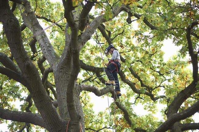 Young male trainee tree surgeon standing on tree branch — Stock Photo
