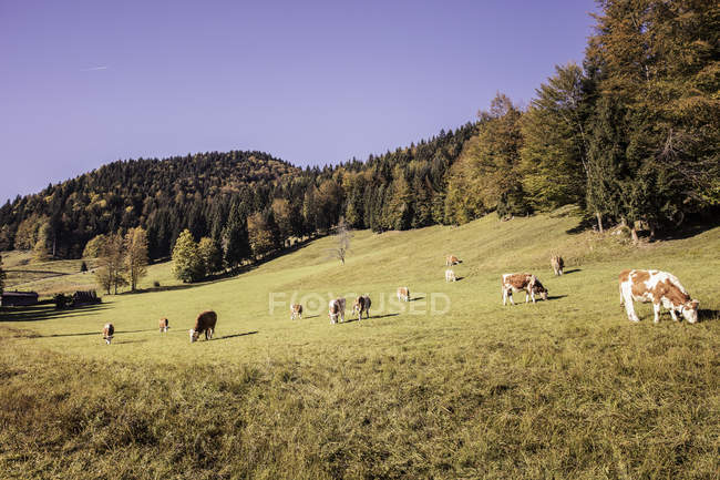 Коровы пасутся на лесном склоне, Бавария, Германия — стоковое фото