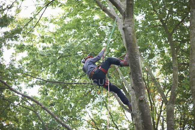 Giovane tirocinante maschio albero chirurgo arrampicata tronco d'albero — Foto stock