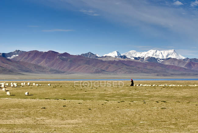 Paesaggio con pastore che accudisce pecore nella valle della montagna, Namucuo, Xizang, Cina — Foto stock