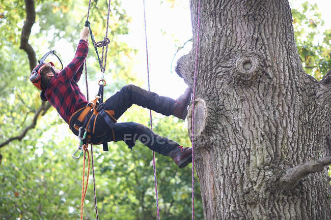 Trainee teenage male tree surgeon climbing up tree trunk — Stock Photo