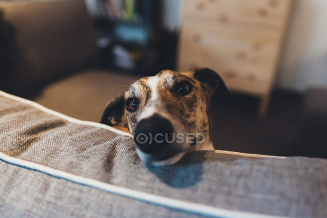 Porträt eines Hundes mit Kopfstütze auf Sofa — Stockfoto